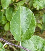 Antonovka Safrannoje leaf